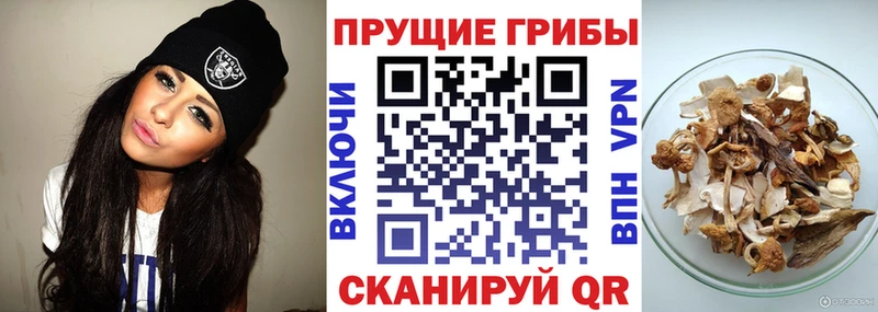 сколько стоит  Шебекино  Псилоцибиновые грибы ЛСД 